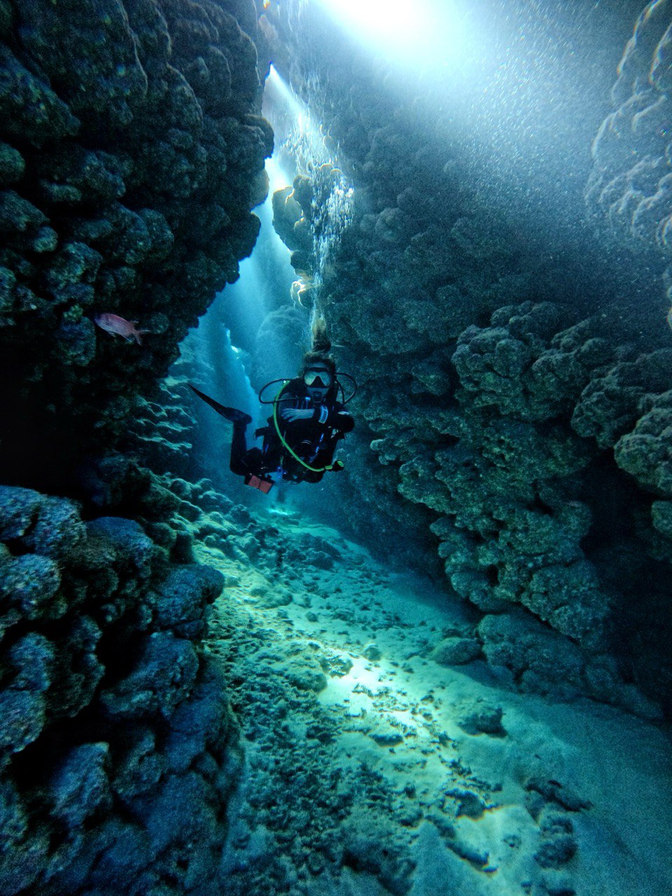 Sumérgete profundamente en tus pasiones: explora carreras de fotografía submarina